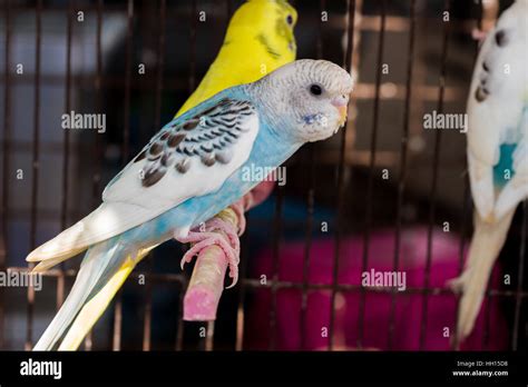 Yellow Budgie, Budgerigar Birds in the cage Stock Photo - Alamy