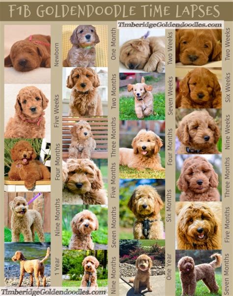 Goldendoodle Growth - Timberidge Goldendoodles