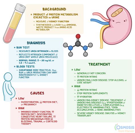 Blood Urea Nitrogen (BUN): What Is It, Causes | Osmosis