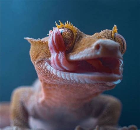 Just a Crested Gecko licking it's eye. (by Murat Öztürk) Leopard Gecko ...