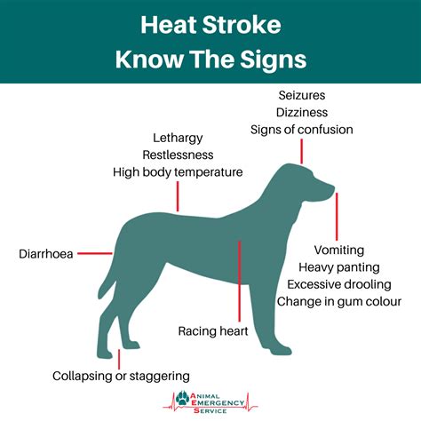 Heat Stroke In Dogs - Signs, Symptoms & Treatment