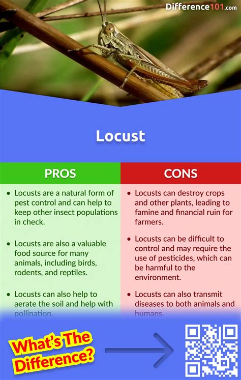 Locust Grasshopper: Key Differences, Pros Cons,, 49% OFF