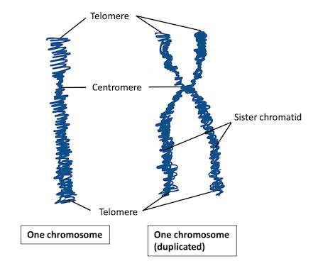 Haploid Cell | Overview, Life Cycle & Examples | Study.com