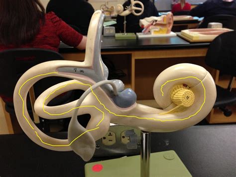 bony labyrinth Diagram | Quizlet