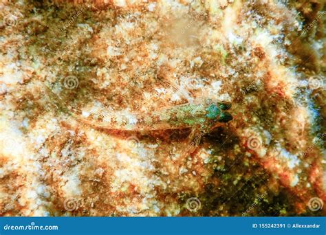 Blenny Fish on Reef, Underwater Marine Wildlife Stock Image - Image of ...