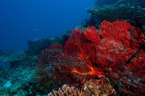 What is coral? - Great Barrier Reef Foundation