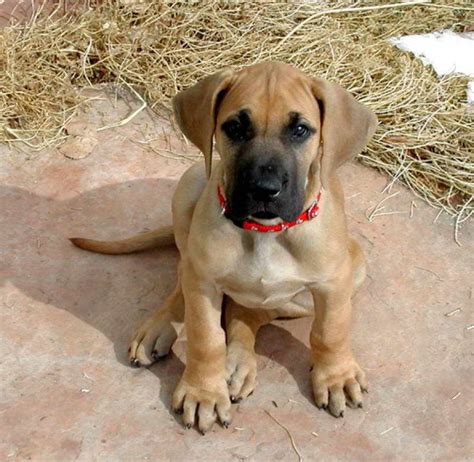 Fawn Great Dane Puppies | PETSIDI