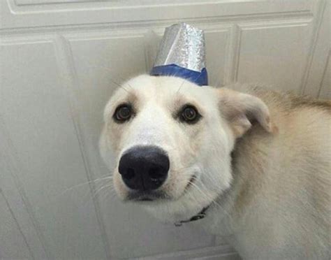 Dog Hat Pfp Meme