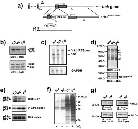 Generation of Hck F/F mice and biochemical analysis of Hck F/F BMDMs ...