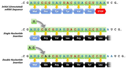 Frameshift Mutation- Definition, Causes, Mechanism,, 41% OFF