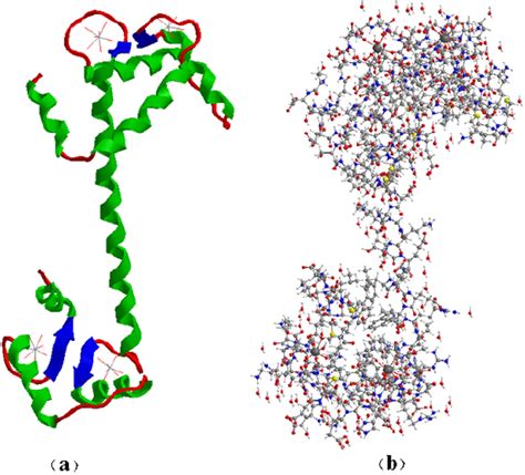 Structure of Troponin-C in muscle contraction: a) View Ribbon Crystal ...