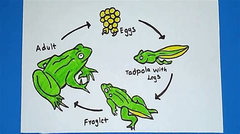 Simple Life Cycle Of Frog Diagram