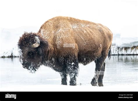 American bison (Bison bison) in Yellowstone National Park in Winter ...