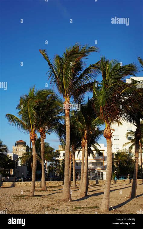 Palm trees on Miami Beach Stock Photo - Alamy