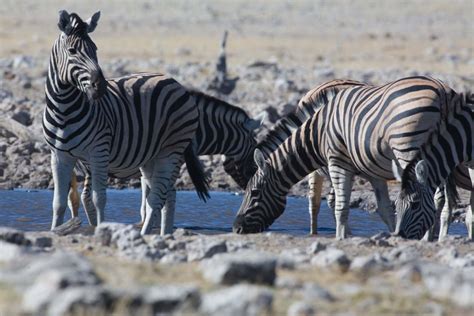 What to do and Where to Stay in Etosha – EXTRAORDINARY AFRICA