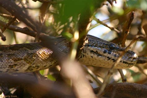 African rock python - Around the World with Marty Essen