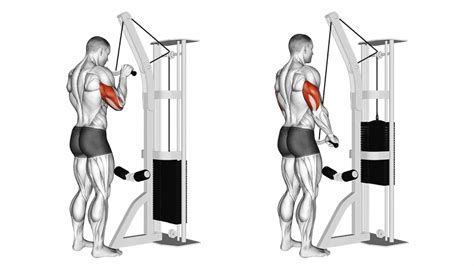 10 Best Triceps Exercises - Fit Life Regime