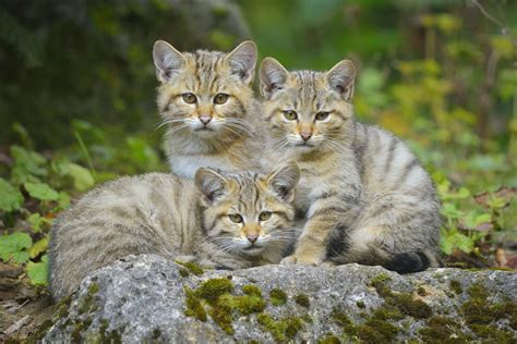 wildcat-felis-silvestris – Tercera Vía