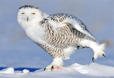 snowy owl facts : Biological Science Picture Directory – Pulpbits.net