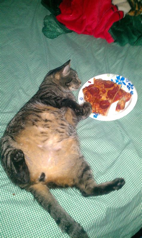 Fat cat with pizza : r/funny