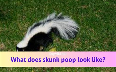 what does skunk poop look like - At free faqwiki.net