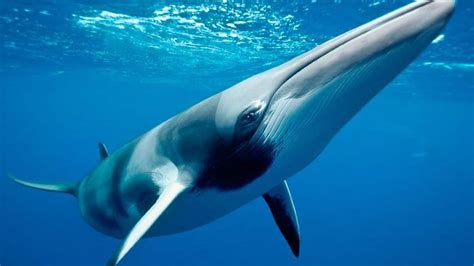 Minke Whales: Everything you should know about them...