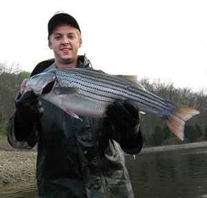 DNR: Fish & Wildlife: Striped and Hybrid Striped Bass Fishing