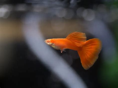 Best Guppy Tank Size - What Size Tank Do Guppies Need? - AquariumPub