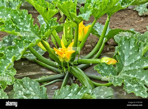 Zucchini Plant with fruit, female & male flowers Stock Photo - Alamy