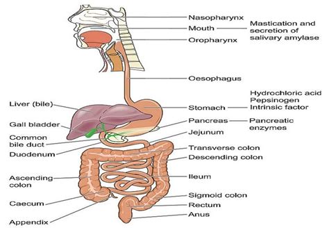 Human Digestive Enzymes | by Biology Experts Notes | Medium