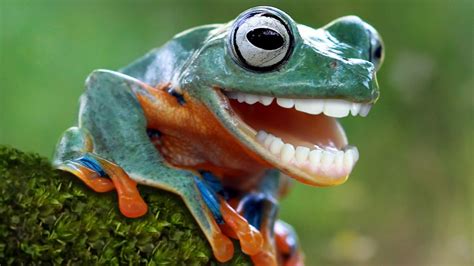 Funny Frogs With Teeth