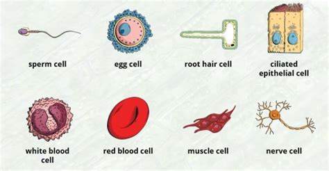 Human Cells