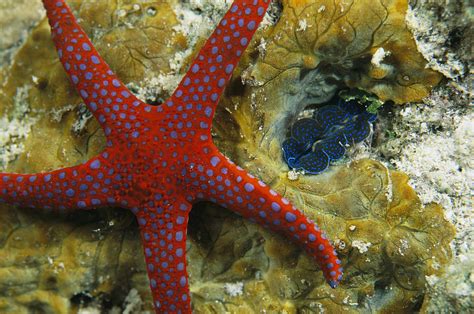 A Brightly-colored Starfish Photograph by Tim Laman