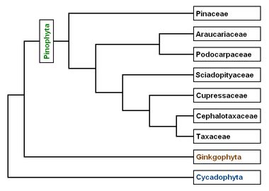 Pinophyta Archives - Untamed Science