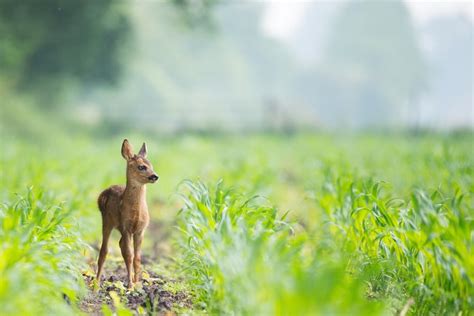 4263x2842 baby deer, juvenile, grass, wildlife, nature, PNG images, roe ...