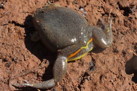 MICROHYLIDAE | Pybio Paraguay Biodiversidad