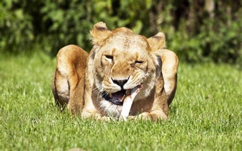 animals, Grass, Feline, Lions, Bones, Eating Wallpapers HD / Desktop ...