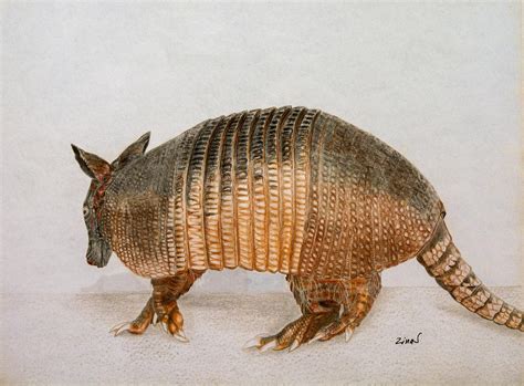 Armadillo Drawing by Zina Stromberg - Fine Art America