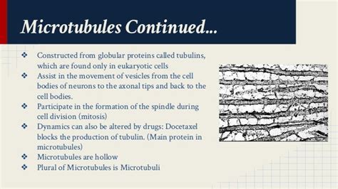 Microtubules Structure and Function