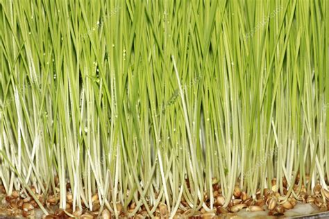 Germination of wheat seeds — Stock Photo © vtv-vipgrup #9854866