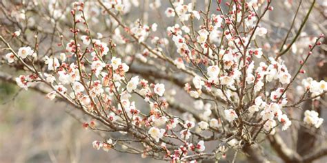 How to Grow the Japanese Plum Tree: A Guide