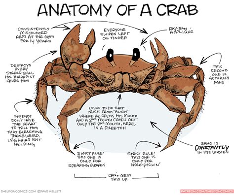 Crab Skeleton Drawing - Drawing.rjuuc.edu.np