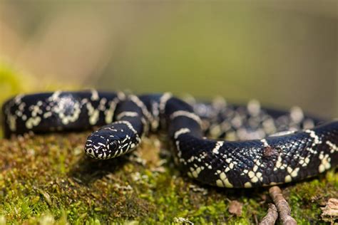 Kingsnake | San Diego Zoo Animals & Plants