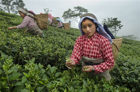 Tea Plantations in Darjeeling