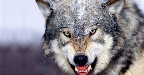 Angry Wolf Wallpapers HD - Wallpaper Cave