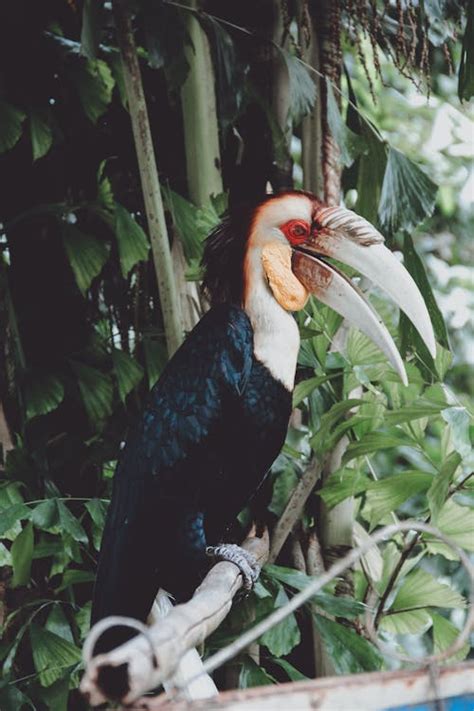 Toucan Bird · Free Stock Photo