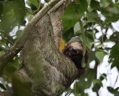 sloth poop dance [x-post from r/offbeat] : sloths