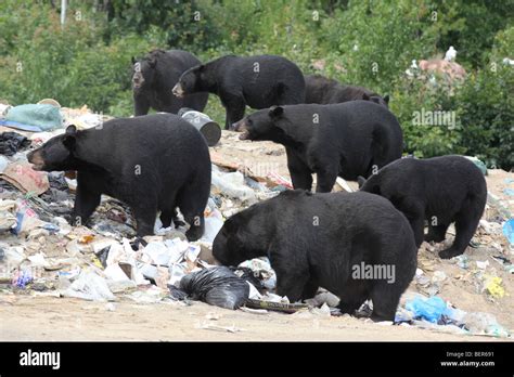 group of black bears Stock Photo - Alamy