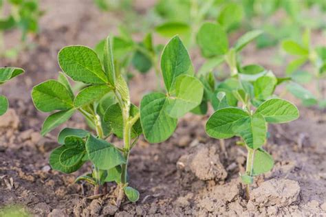 How to Plant, Grow, and Harvest Soybeans - Harvest to Table