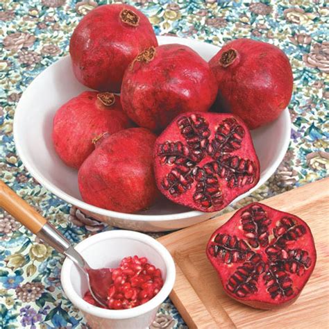 Dwarf Pomegranate | Gurney's Seed & Nursery Co.